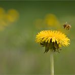 Frühling