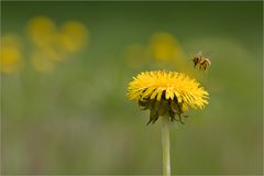 Frühling