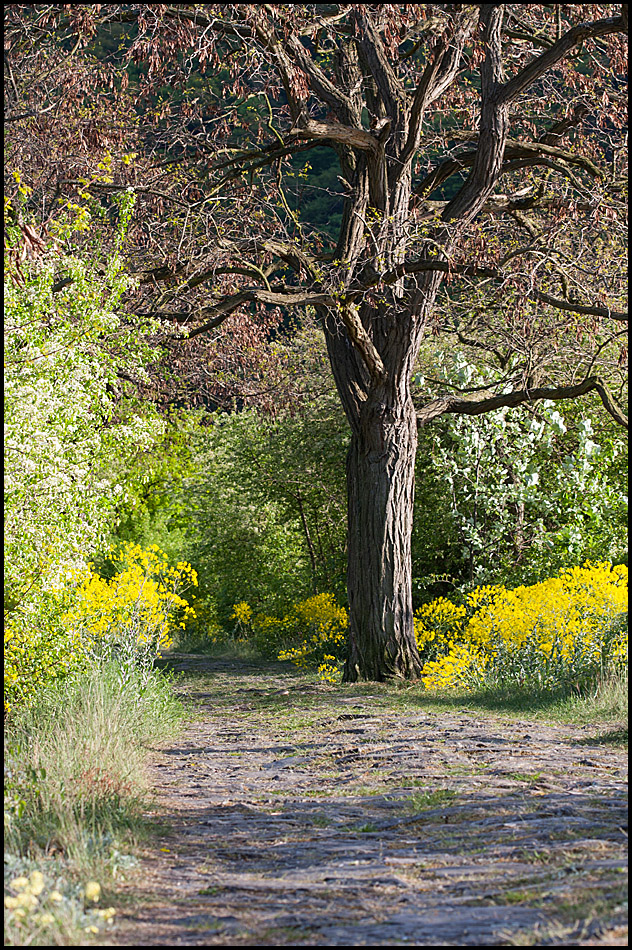 Frühling