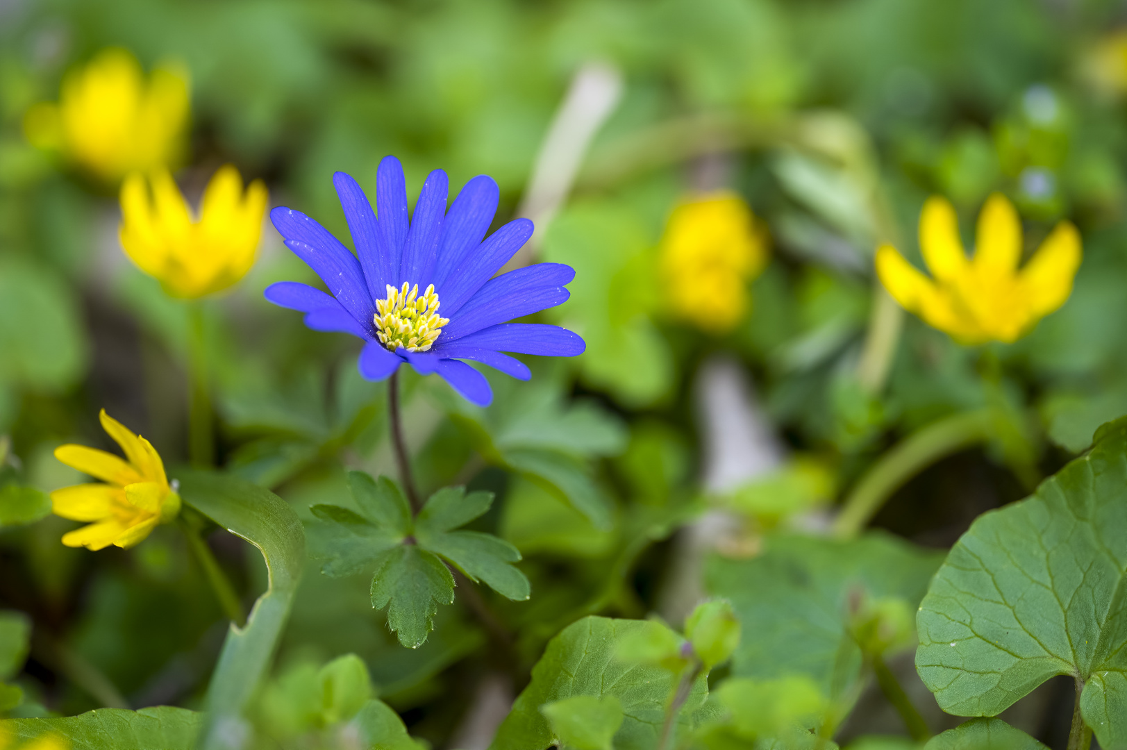 Frühling