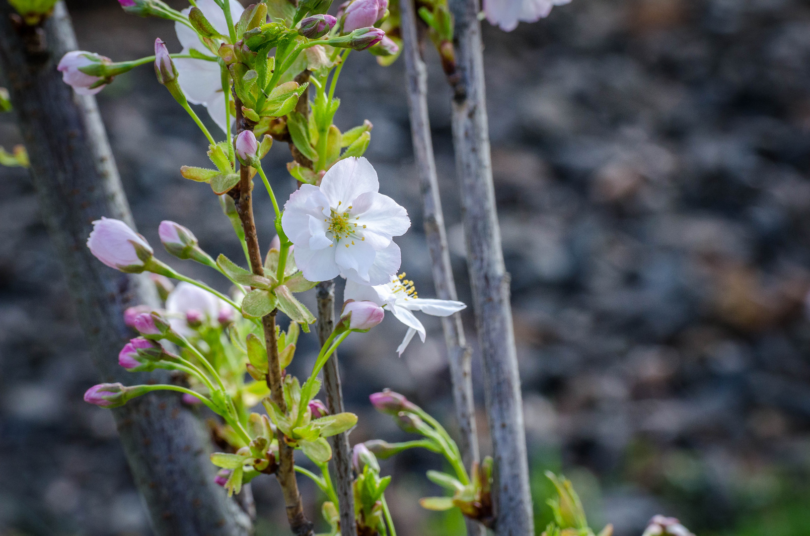 Frühling