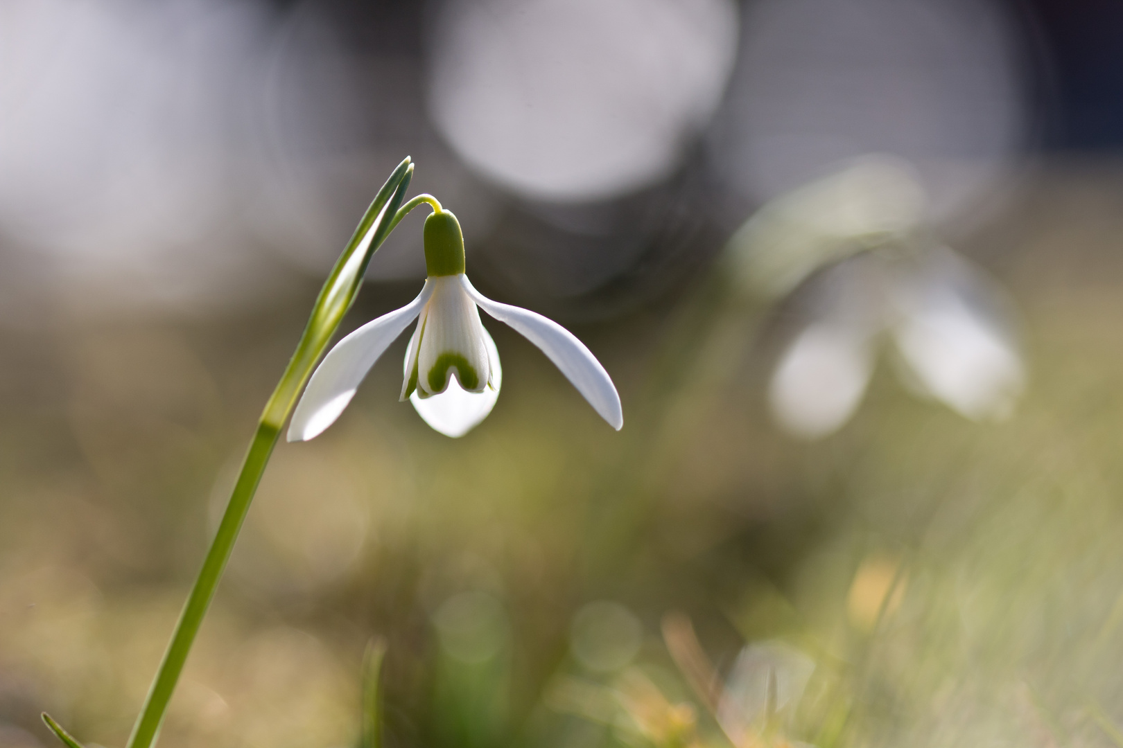 Frühling