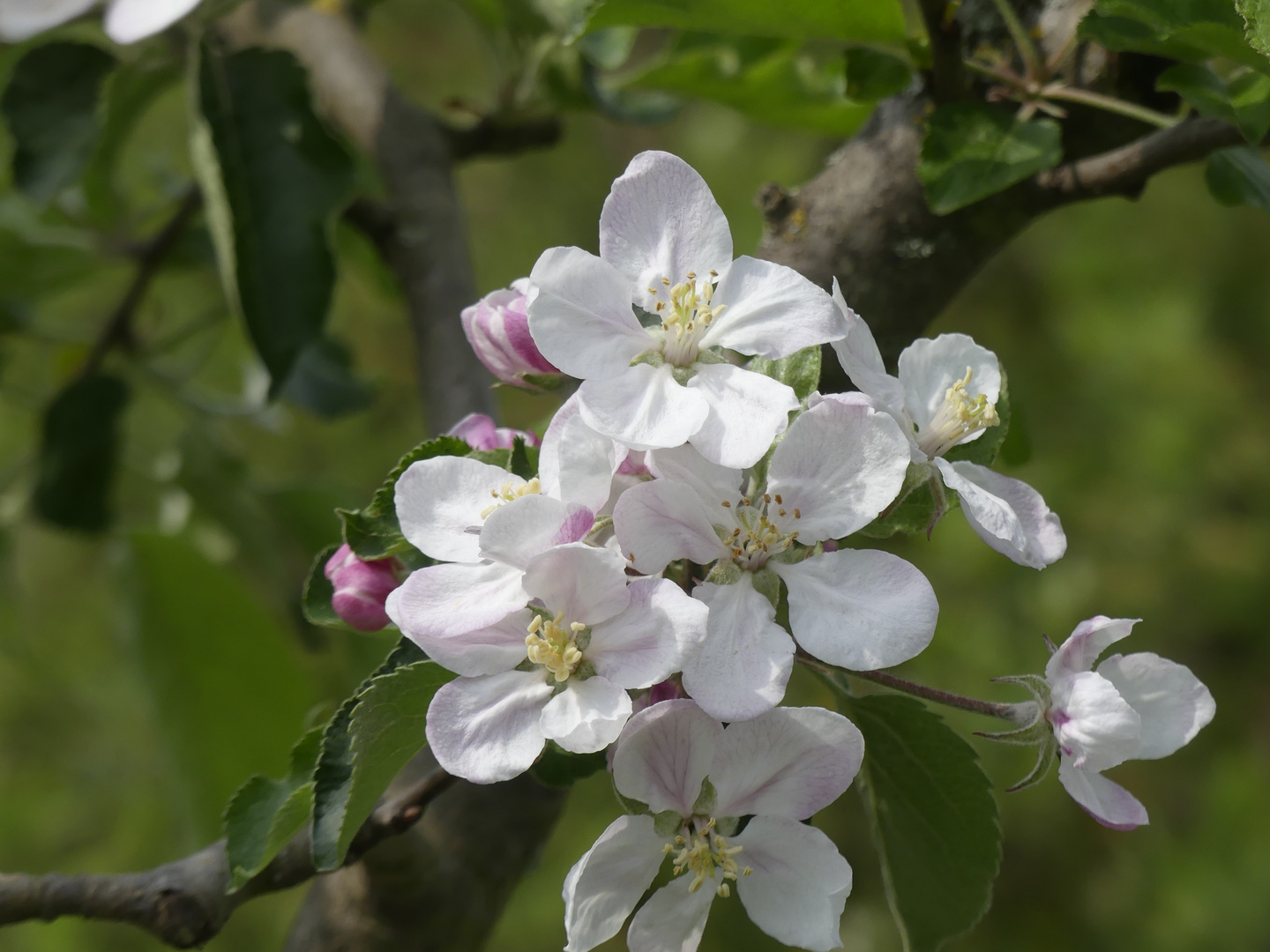 Frühling