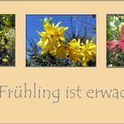 .......Frühling .......