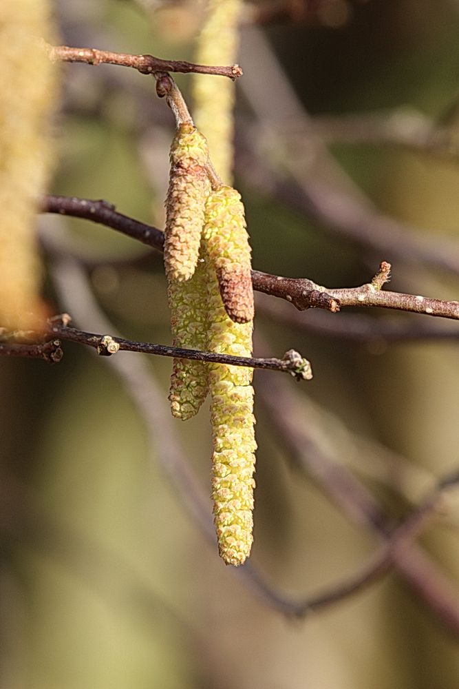 Frühling