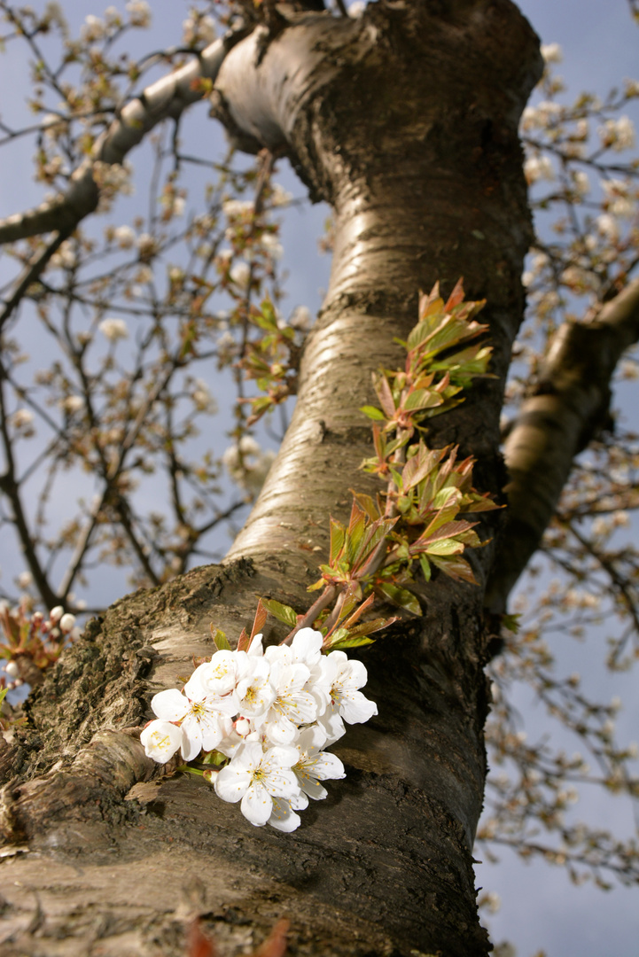 FRÜHLING