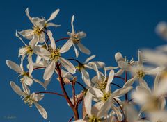 Frühling...