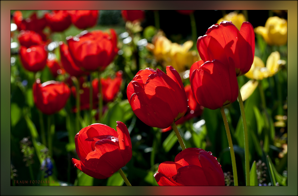 Frühling ???