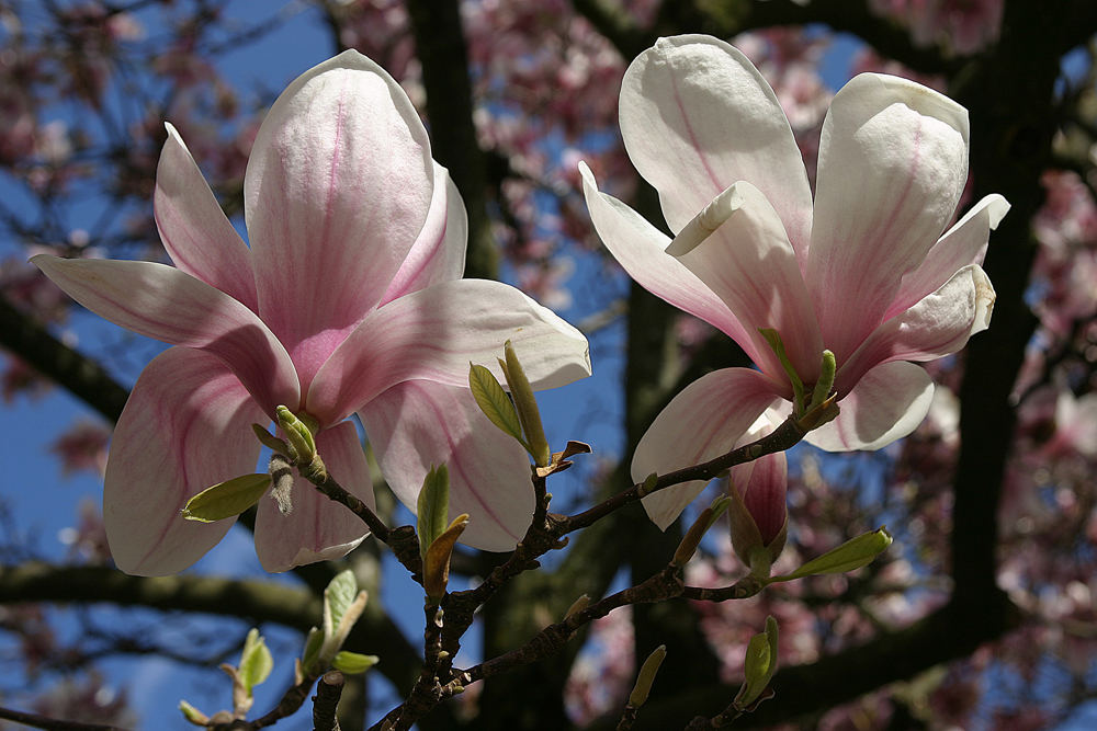 Frühling