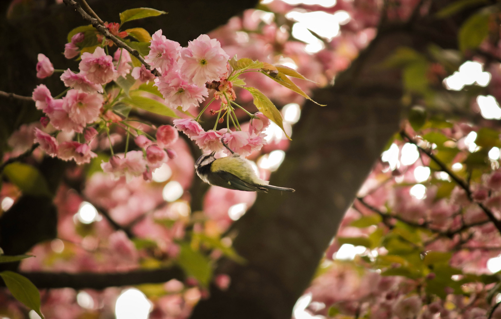 Frühling 