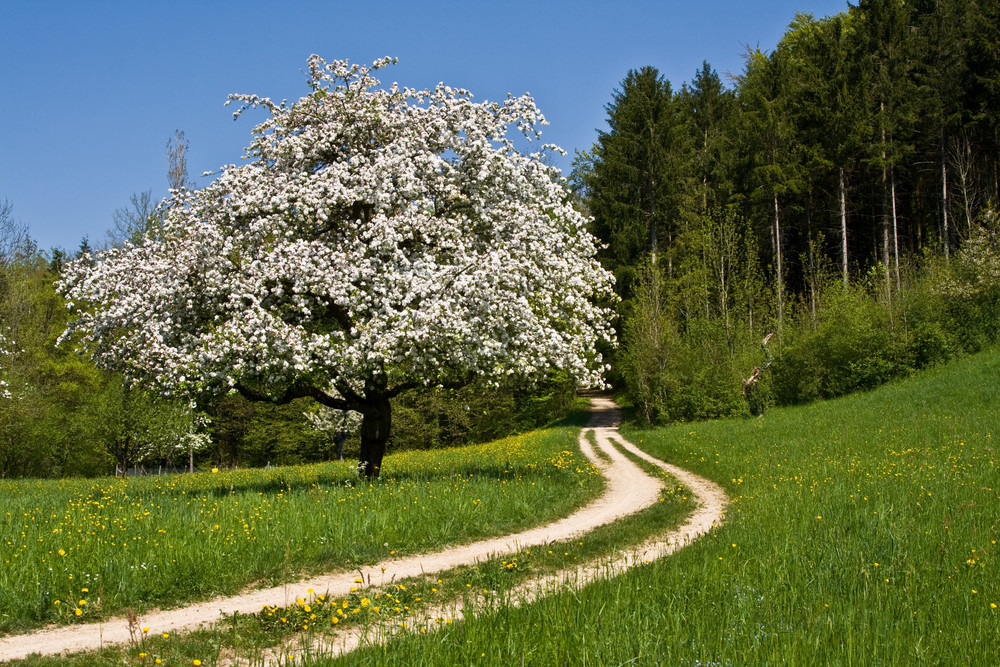 frühling