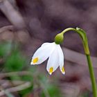 Frühling