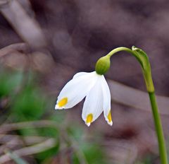 Frühling