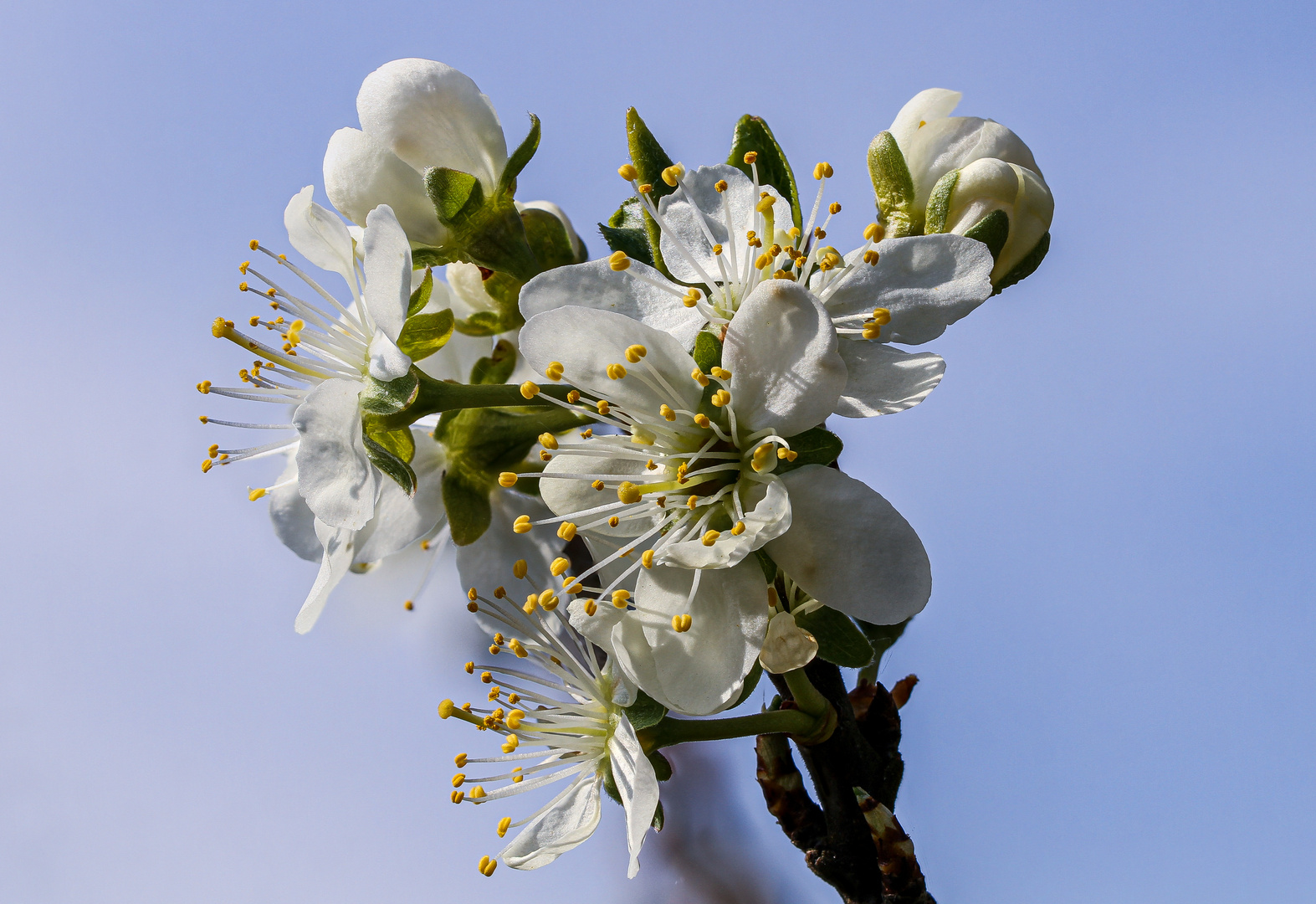 frühling