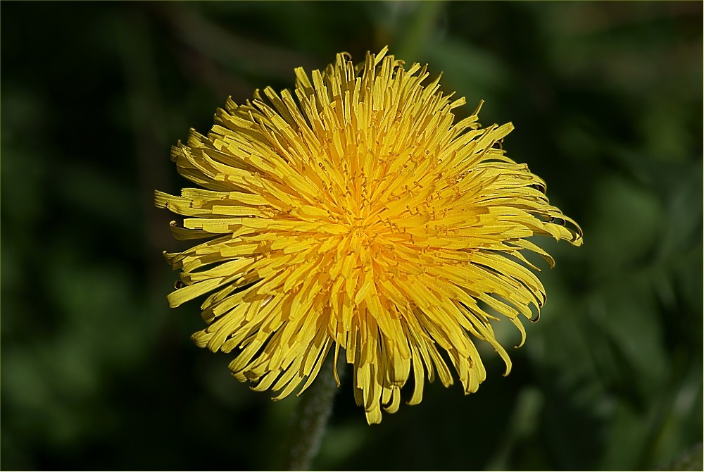 Frühling