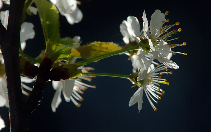 Frühling