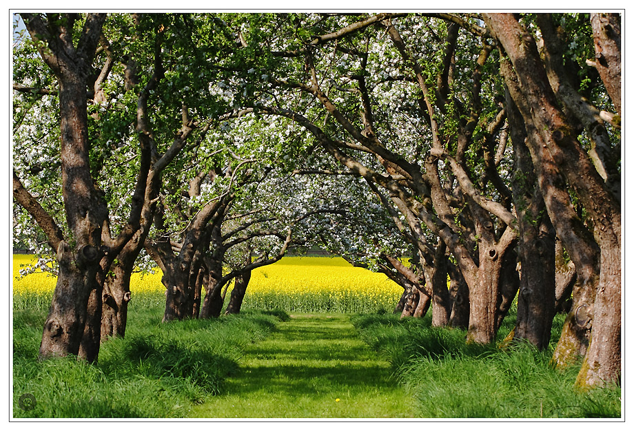 Frühling von convex 