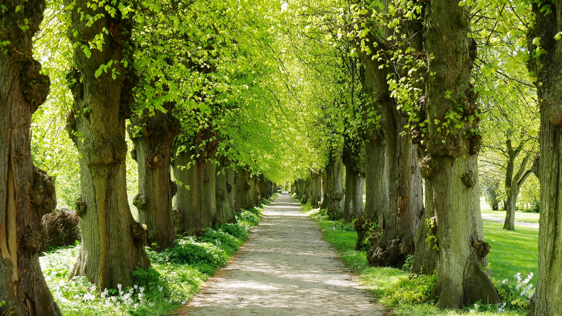 Frühling, eine Allee erblüht