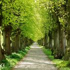 Frühling, eine Allee erblüht