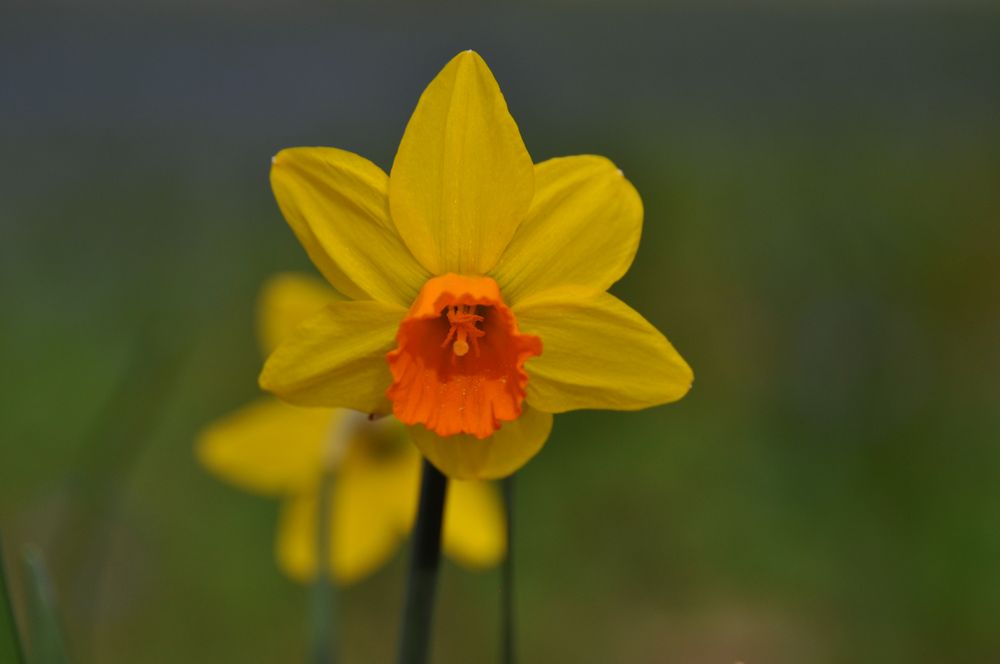 Frühling eingeleutet *