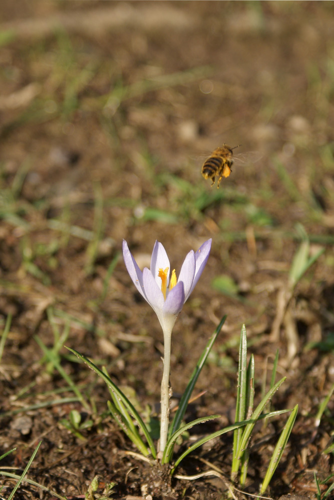 Frühling eingesammelt und LOS