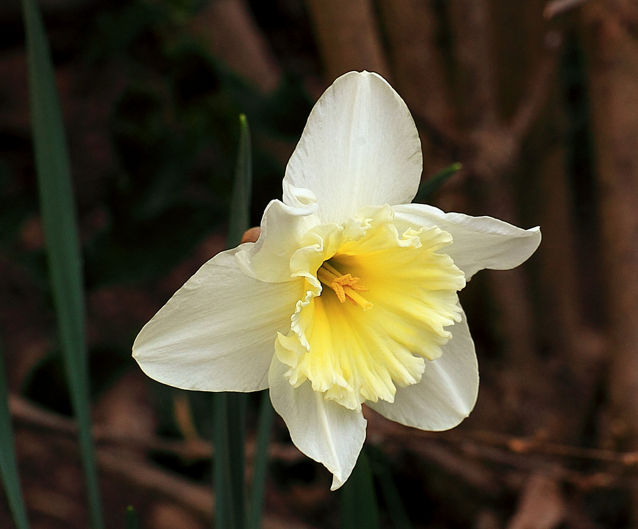 Frühling einläuten