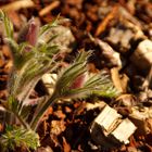 Frühling einläuten