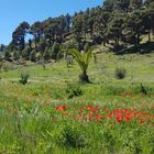 Frühling El Hierro