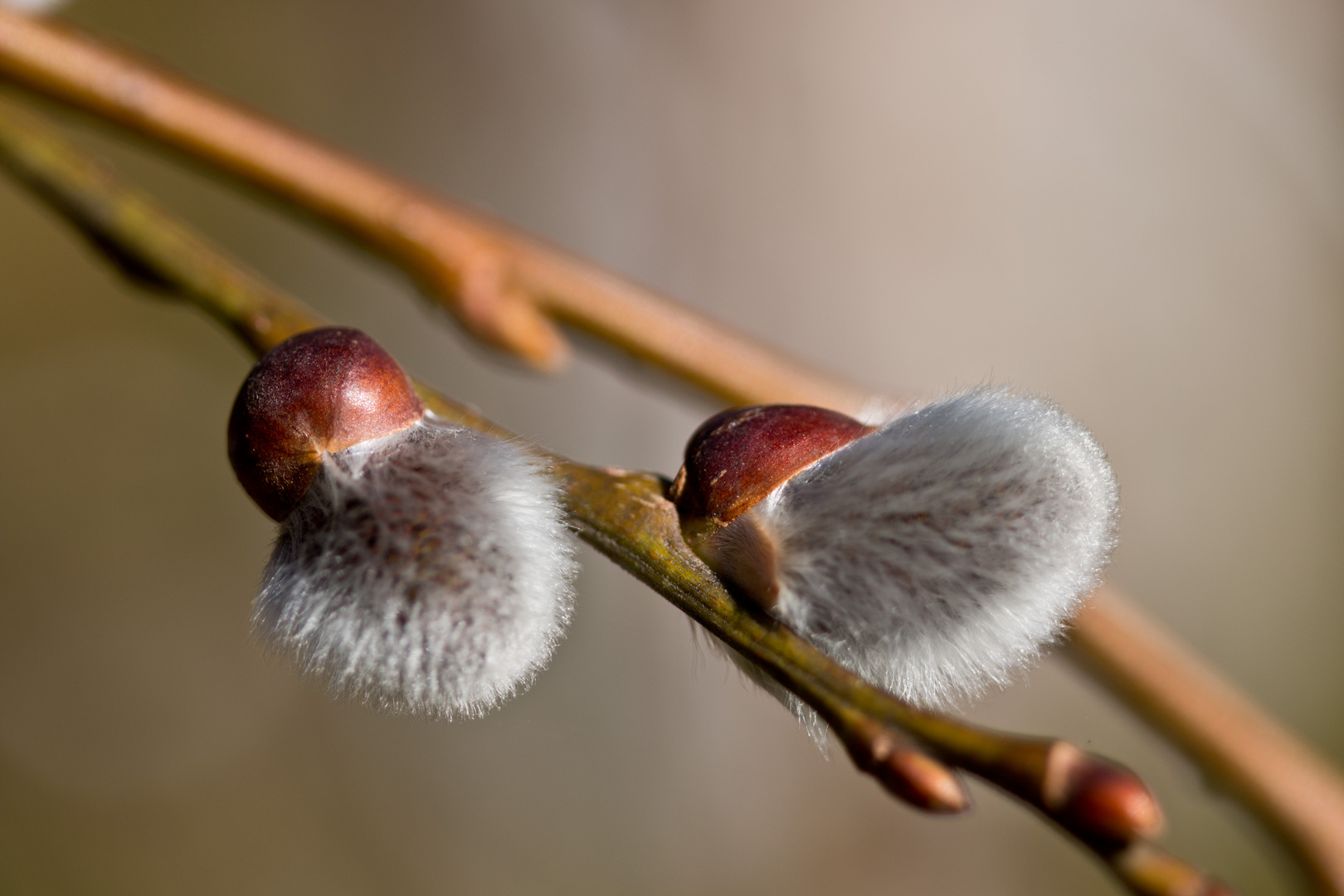 Frühling endlich ?