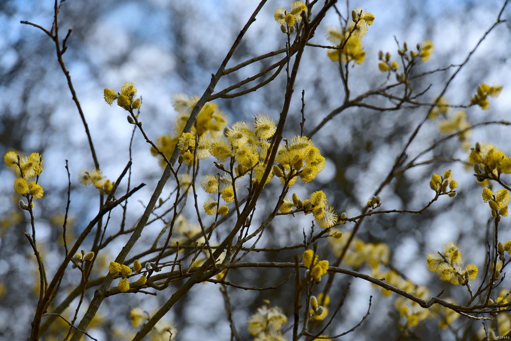 Frühling - endlich