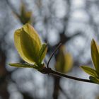 Frühling, endlich ... :)