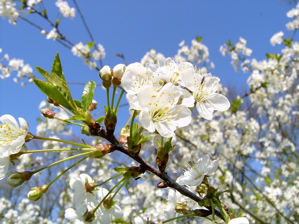 Frühling - endlich !