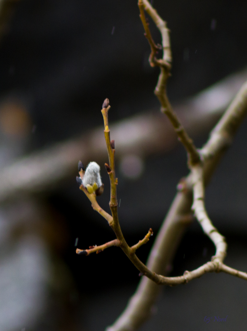 Frühling endlich auch in Nordland