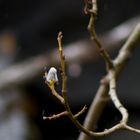 Frühling endlich auch in Nordland