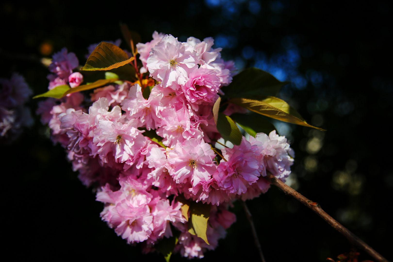 Frühling .... endlich