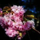 Frühling .... endlich