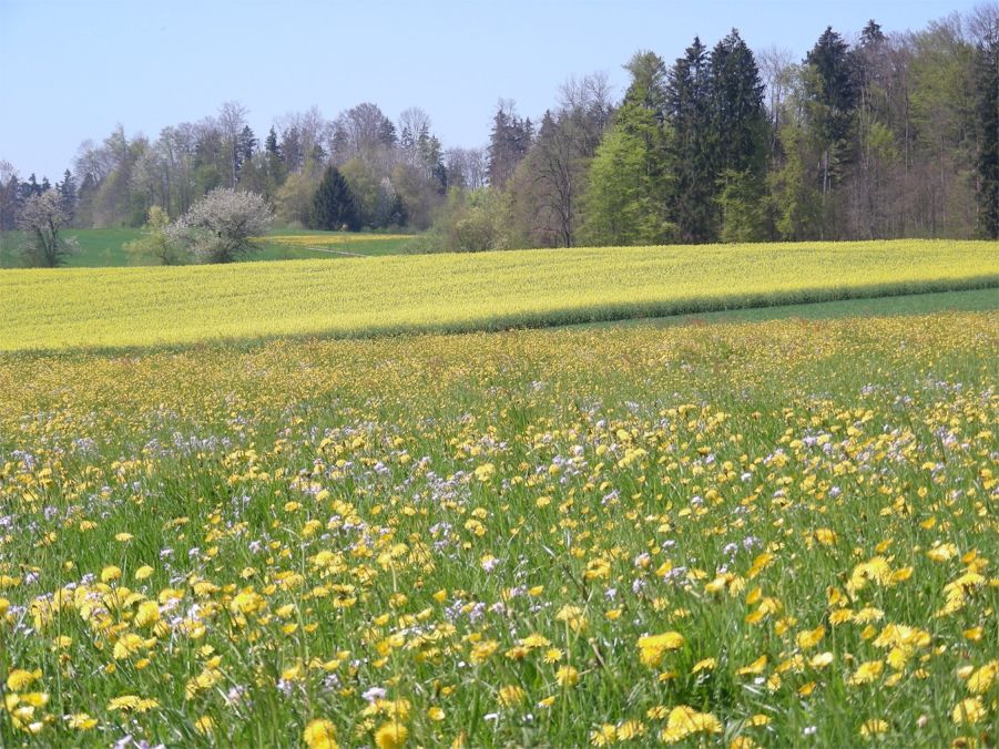 Frühling !.....endlich Frühling !