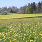 Frühling !.....endlich Frühling !