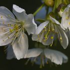 Frühling - endlich Frühling?! Kirschblüten als Frühlingsboten