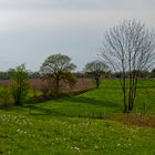 Frühling endlich IV