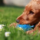 Frühling- endlich wieder draußen spielen