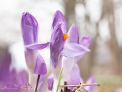 Frühling entdeckt