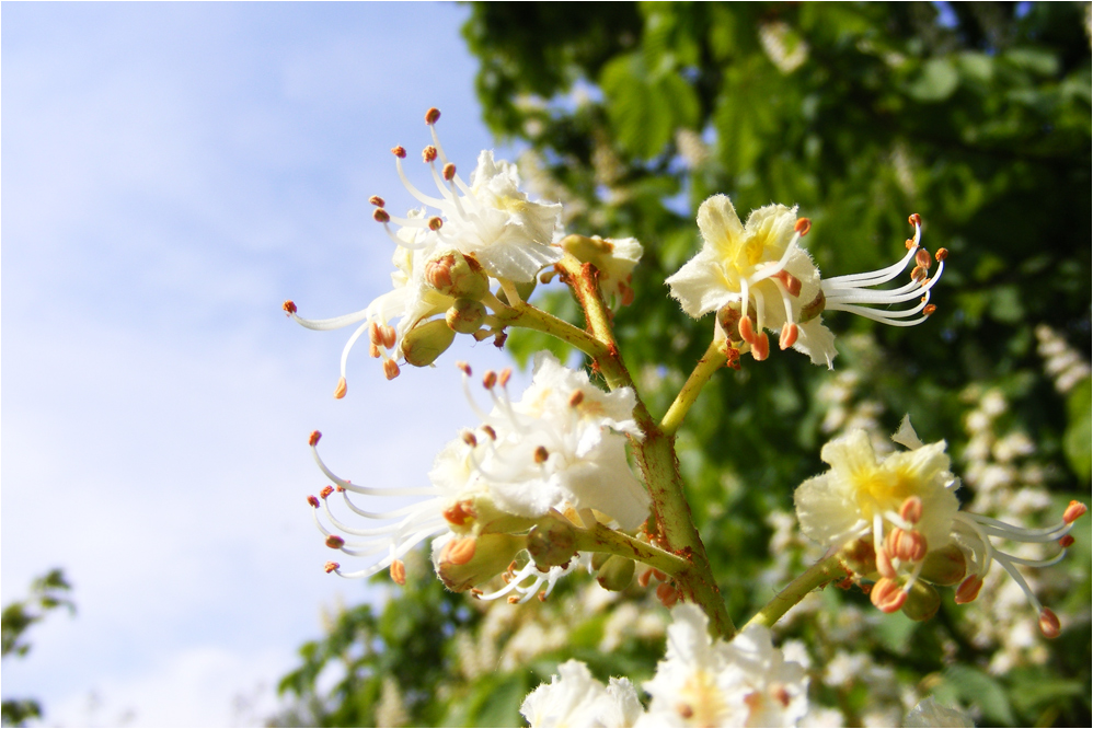 Frühling entflammt