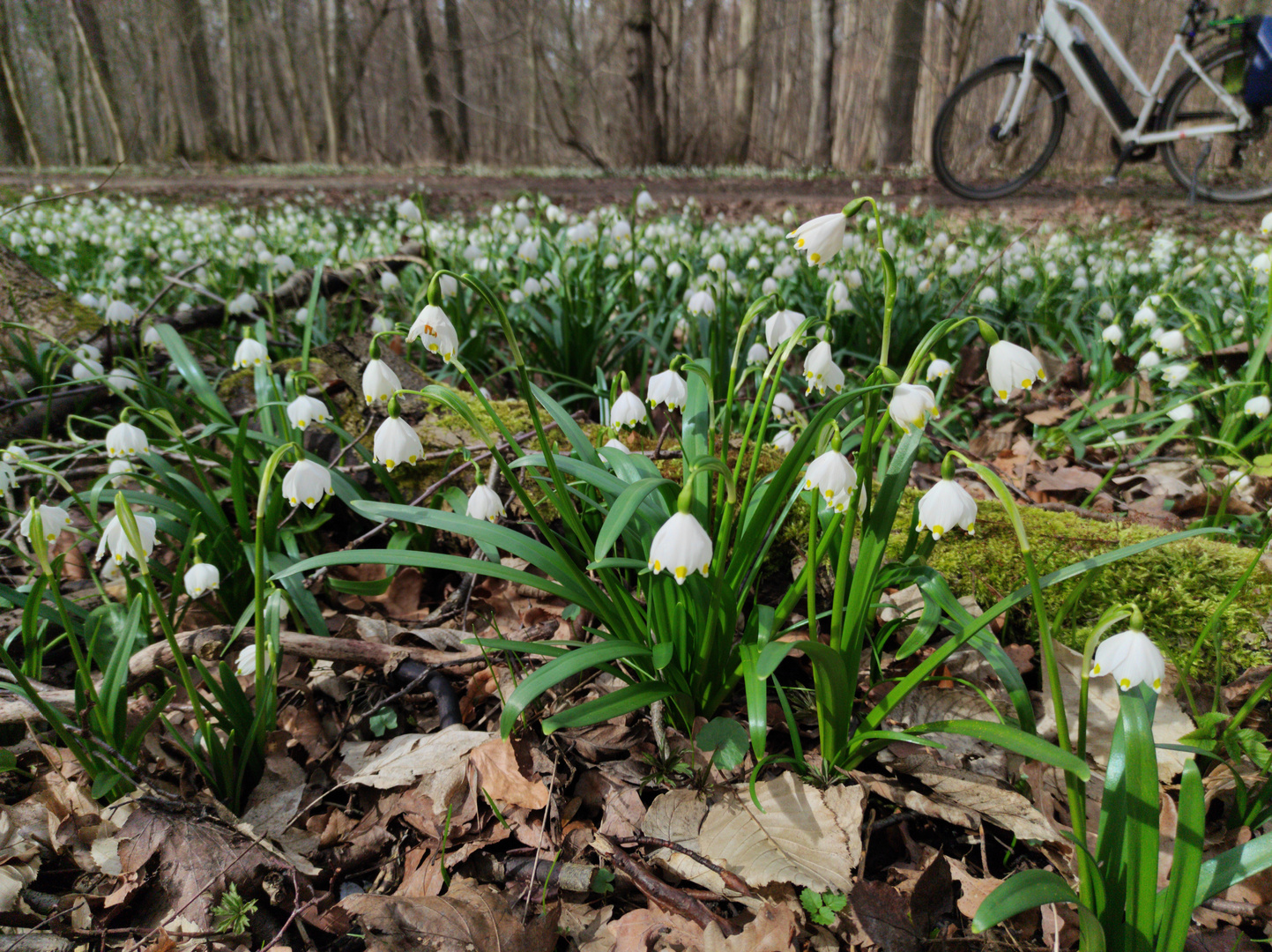 Frühling erfahren