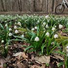 Frühling erfahren