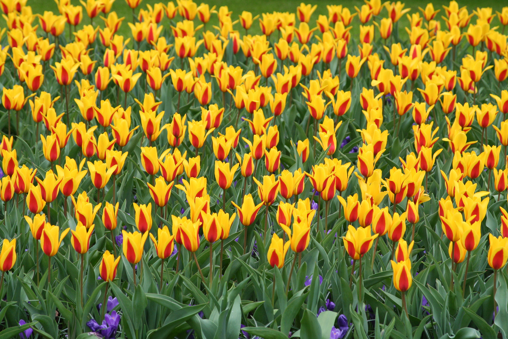 Frühling Erinnerung 7