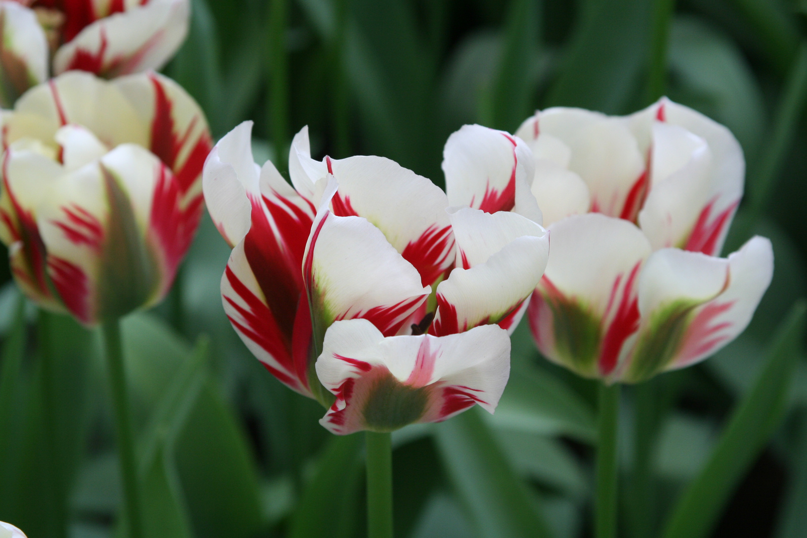 Frühling Erinnerung 8