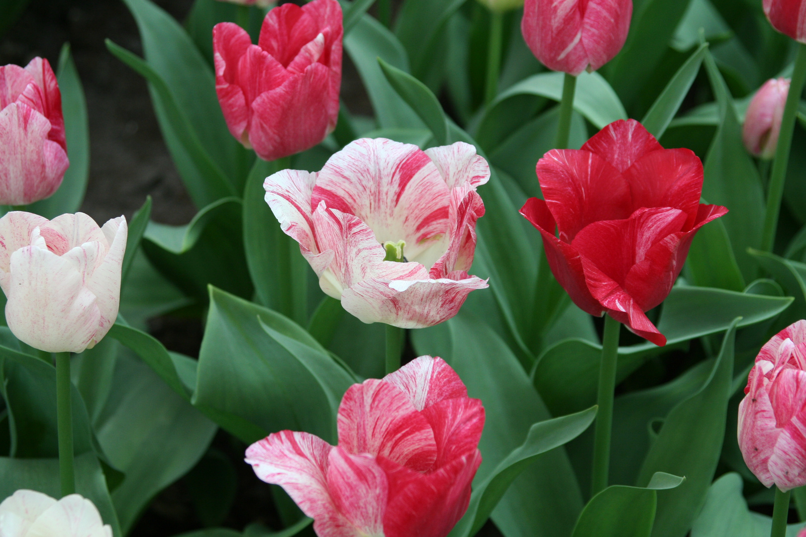 Frühling Erinnerung 9