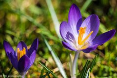 Frühling, erste Boten