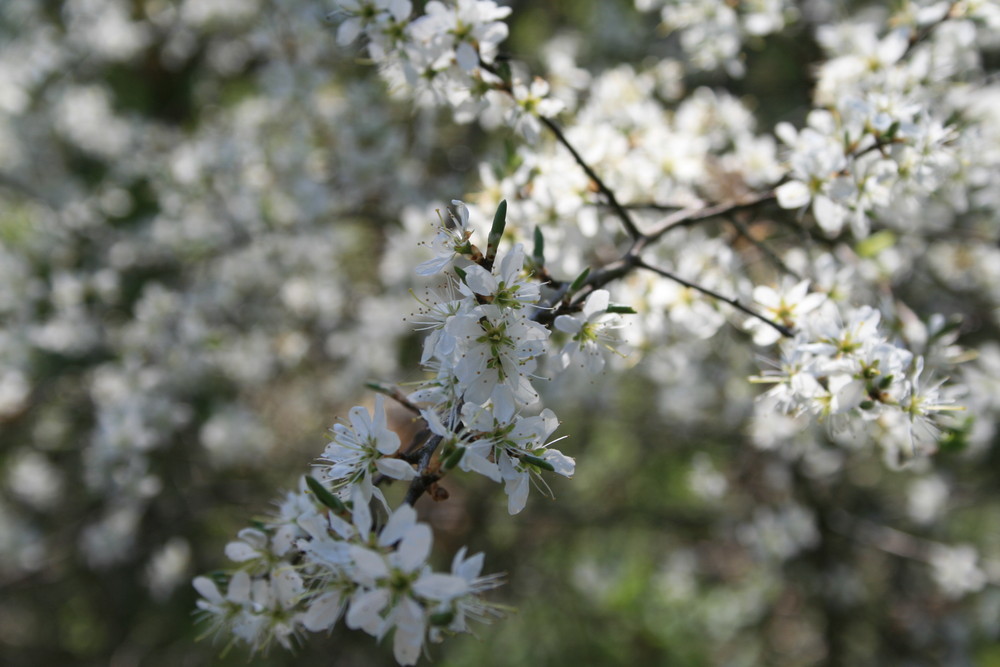 Frühling erwache